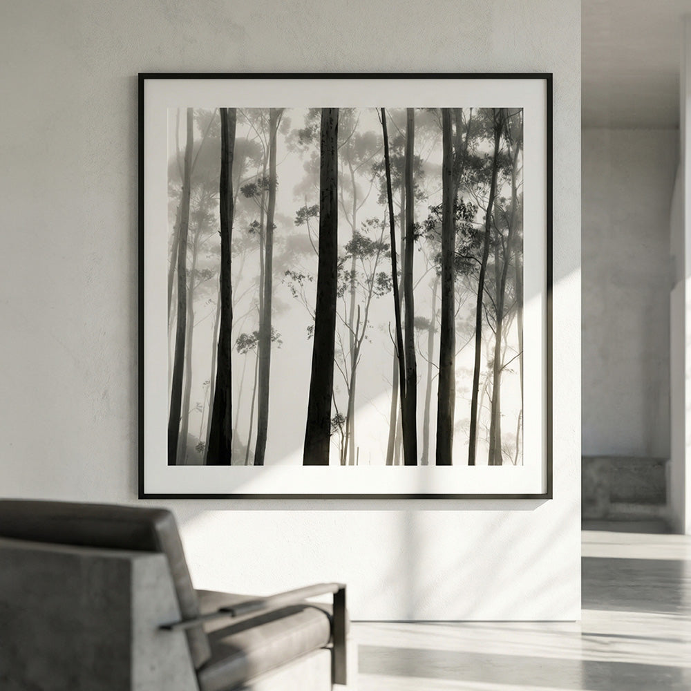 Tilba Tilba Trees, Austrailia