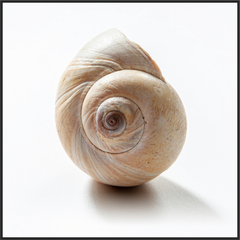 Main image Large Sea Shell
