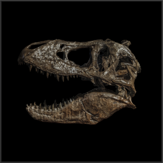 Main image T-Rex Skull