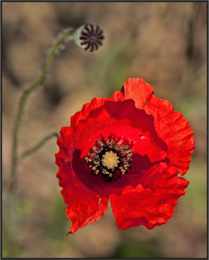 Poppy