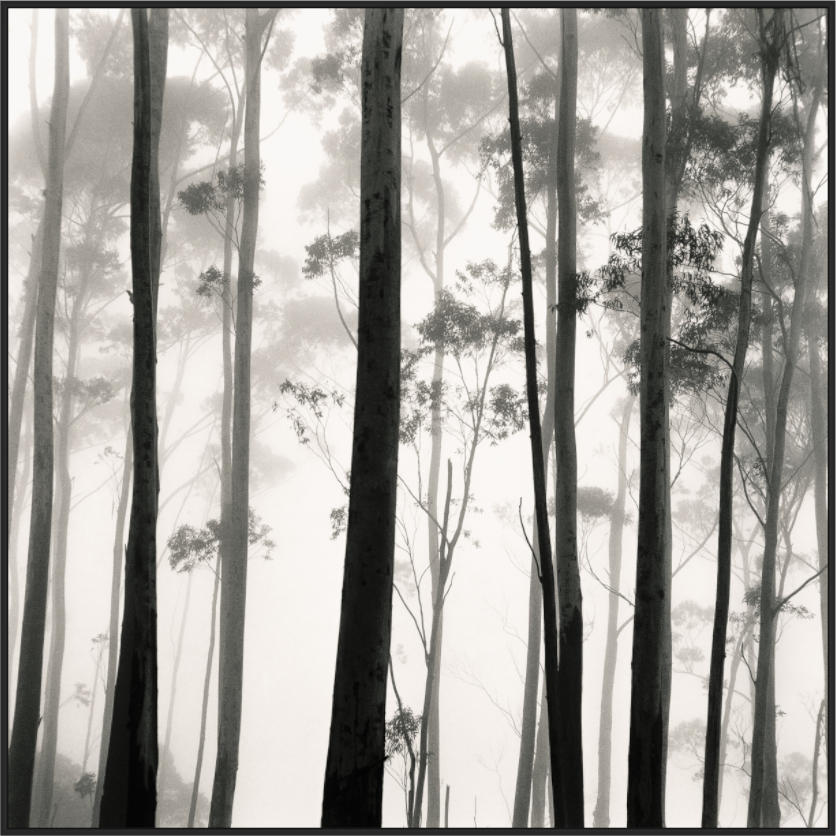 Tilba Tilba Trees, Austrailia