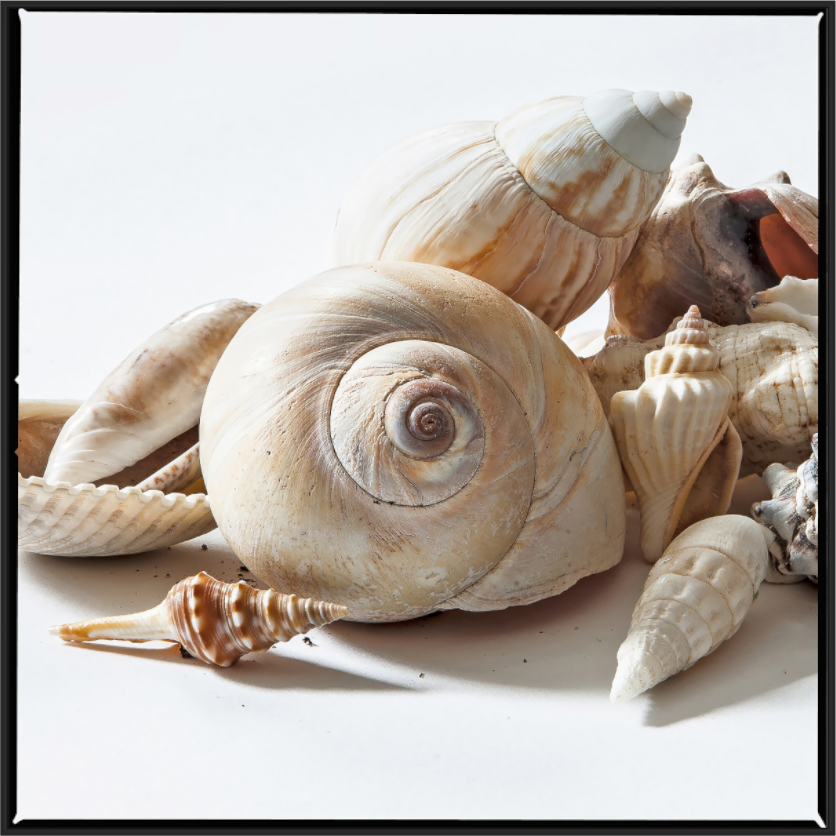 Sea Shells