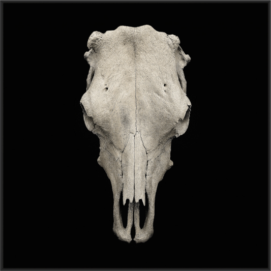 Cow Skull