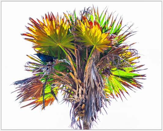 Black Bird in Palm Tree